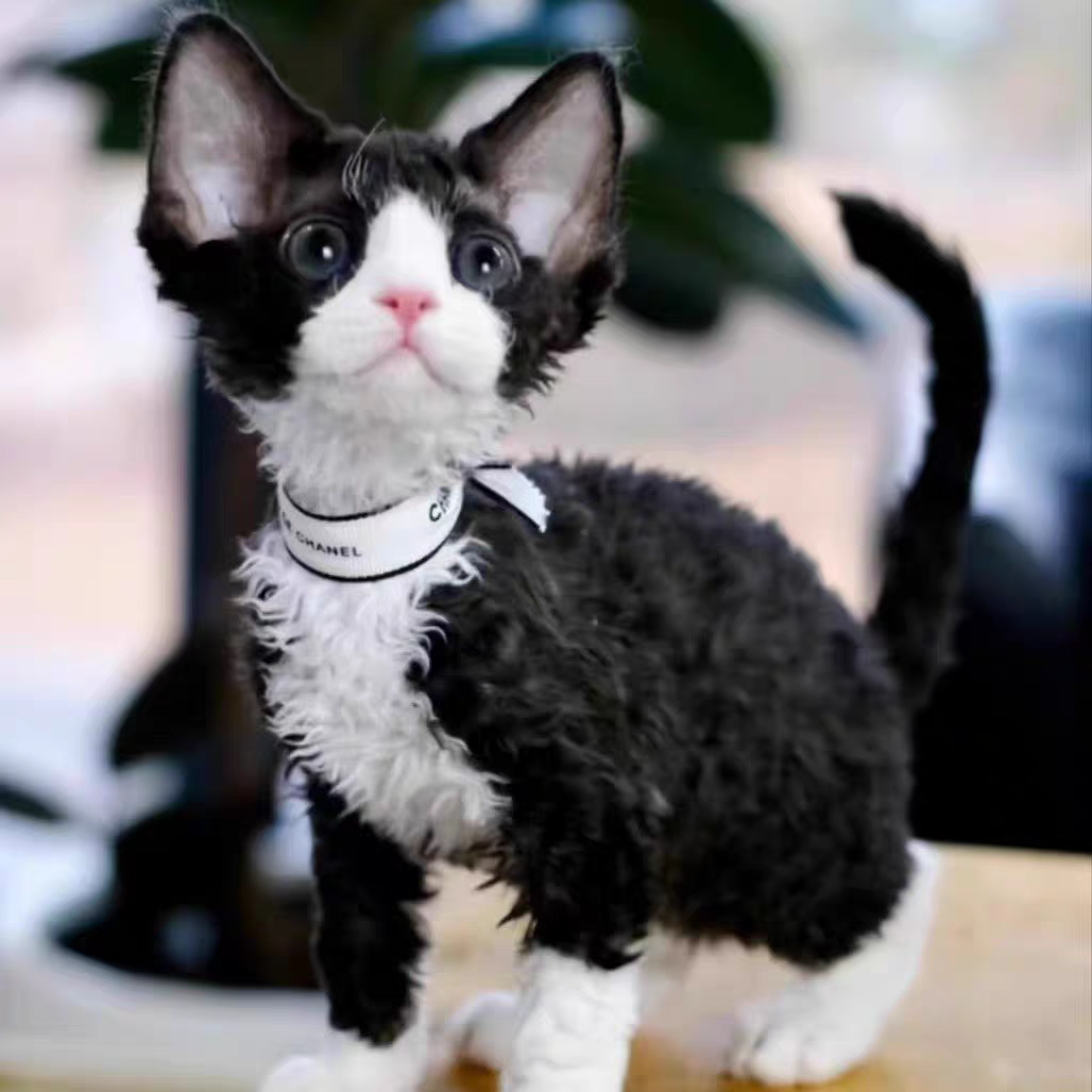 猫舍直销批发价格出售德文卷毛猫